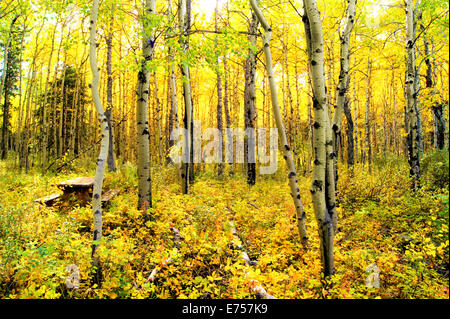 Vibrant colors of an alpine aspen forest in the Canadian Rockies Stockfoto