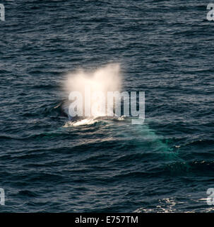 Blue Whale Atem Balaenoptera Musculus Spitzbergen Norwegen Polarkreis Skandinavien Europa Stockfoto