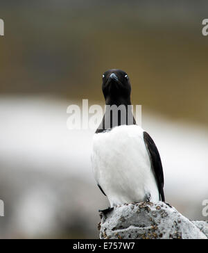 Little Alken (Alle Alle) Camp Millar Svalbard Norwegen Skandinavien Arctic Circle Stockfoto