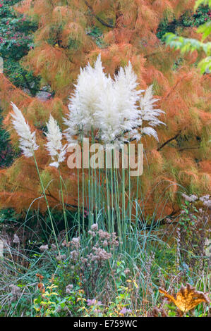 Ornamentale Pampasgras Cortaderia Selloana (Poaceae / Grimineae) mit herbstlichen Acer Baum im Hintergrund Stockfoto