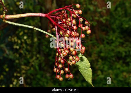 Holunder unreifen Früchte nach Regen im Garten wächst Stockfoto