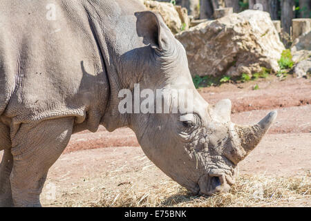 Weißes Nashorn Essen Heu in einem Zoo, schoss Kopf Stockfoto