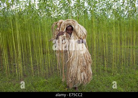 7. September 2014 - 7. September 2014, wäscht Bangladeshi Landwirt raw Jute mit Wasser im Arialkha Fluss außerhalb Dhaka. Für die Verweigerung von fairen Preisen Kosten Jute, wenn das Land die goldene Faser jetzt geworden ist in ein Fluch für Landwirte, die es im Austausch für harte Arbeit und die Einbeziehung produzieren höhere. Die Bauern nicht genügend Jute bekommen, weil der Mangel an Regenwasser in diesem Jahr. Gute Ernte in diesem Jahr und könnte Verkauf 1 Maund (1 Maund = 37,12 Kg) bei 600 Bangladeshi Taka (8 US$). Bangladesch ist der weltweit größte Produzent von Jute, eine faserige Substanz verwendet bei der Herstellung Sackleinen Säcke, Matten, Seil und Bindfäden und Auto Stockfoto