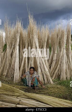 7. September 2014 - 7. September 2014, Bäuerin aus Bangladesch sammeln raw Jute Arialkha Fluß außerhalb Dhaka. Für die Verweigerung von fairen Preisen Kosten Jute, wenn das Land die goldene Faser jetzt geworden ist in ein Fluch für Landwirte, die es im Austausch für harte Arbeit und die Einbeziehung produzieren höhere. Die Bauern nicht genügend Jute bekommen, weil der Mangel an Regenwasser in diesem Jahr. Gute Ernte in diesem Jahr und könnte Verkauf 1 Maund (1 Maund = 37,12 Kg) bei 600 Bangladeshi Taka (8 US$). Bangladesch ist der weltweit größte Produzent von Jute, eine faserige Substanz verwendet bei der Herstellung Sackleinen Säcke, Matten, Seil und Bindfäden und Karpfen Stockfoto