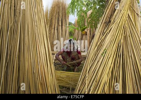 7. September 2014 - 7. September 2014, Bäuerin aus Bangladesch sammeln raw Jute Arialkha Fluß außerhalb Dhaka. Für die Verweigerung von fairen Preisen Kosten Jute, wenn das Land die goldene Faser jetzt geworden ist in ein Fluch für Landwirte, die es im Austausch für harte Arbeit und die Einbeziehung produzieren höhere. Die Bauern nicht genügend Jute bekommen, weil der Mangel an Regenwasser in diesem Jahr. Gute Ernte in diesem Jahr und könnte Verkauf 1 Maund (1 Maund = 37,12 Kg) bei 600 Bangladeshi Taka (8 US$). Bangladesch ist der weltweit größte Produzent von Jute, eine faserige Substanz verwendet bei der Herstellung Sackleinen Säcke, Matten, Seil und Bindfäden und Karpfen Stockfoto