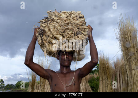 7. September 2014 - 7. September 2014, wäscht Bangladeshi Landwirt raw Jute mit Wasser im Arialkha Fluss außerhalb Dhaka. Für die Verweigerung von fairen Preisen Kosten Jute, wenn das Land die goldene Faser jetzt geworden ist in ein Fluch für Landwirte, die es im Austausch für harte Arbeit und die Einbeziehung produzieren höhere. Die Bauern nicht genügend Jute bekommen, weil der Mangel an Regenwasser in diesem Jahr. Gute Ernte in diesem Jahr und könnte Verkauf 1 Maund (1 Maund = 37,12 Kg) bei 600 Bangladeshi Taka (8 US$). Bangladesch ist der weltweit größte Produzent von Jute, eine faserige Substanz verwendet bei der Herstellung Sackleinen Säcke, Matten, Seil und Bindfäden und Auto Stockfoto