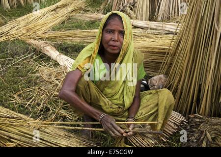 7. September 2014 - 7. September 2014, Bäuerin aus Bangladesch sammeln raw Jute Arialkha Fluß außerhalb Dhaka. Für die Verweigerung von fairen Preisen Kosten Jute, wenn das Land die goldene Faser jetzt geworden ist in ein Fluch für Landwirte, die es im Austausch für harte Arbeit und die Einbeziehung produzieren höhere. Die Bauern nicht genügend Jute bekommen, weil der Mangel an Regenwasser in diesem Jahr. Gute Ernte in diesem Jahr und könnte Verkauf 1 Maund (1 Maund = 37,12 Kg) bei 600 Bangladeshi Taka (8 US$). Bangladesch ist der weltweit größte Produzent von Jute, eine faserige Substanz verwendet bei der Herstellung Sackleinen Säcke, Matten, Seil und Bindfäden und Karpfen Stockfoto