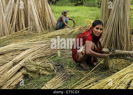 7. September 2014 - 7. September 2014, Bäuerin aus Bangladesch sammeln raw Jute Arialkha Fluß außerhalb Dhaka. Für die Verweigerung von fairen Preisen Kosten Jute, wenn das Land die goldene Faser jetzt geworden ist in ein Fluch für Landwirte, die es im Austausch für harte Arbeit und die Einbeziehung produzieren höhere. Die Bauern nicht genügend Jute bekommen, weil der Mangel an Regenwasser in diesem Jahr. Gute Ernte in diesem Jahr und könnte Verkauf 1 Maund (1 Maund = 37,12 Kg) bei 600 Bangladeshi Taka (8 US$). Bangladesch ist der weltweit größte Produzent von Jute, eine faserige Substanz verwendet bei der Herstellung Sackleinen Säcke, Matten, Seil und Bindfäden und Karpfen Stockfoto