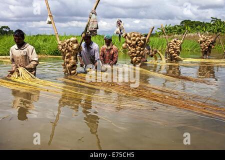 7. September 2014 - 7. September 2014, wäscht Bangladeshi Landwirt raw Jute mit Wasser im Arialkha Fluss außerhalb Dhaka. Für die Verweigerung von fairen Preisen Kosten Jute, wenn das Land die goldene Faser jetzt geworden ist in ein Fluch für Landwirte, die es im Austausch für harte Arbeit und die Einbeziehung produzieren höhere. Die Bauern nicht genügend Jute bekommen, weil der Mangel an Regenwasser in diesem Jahr. Gute Ernte in diesem Jahr und könnte Verkauf 1 Maund (1 Maund = 37,12 Kg) bei 600 Bangladeshi Taka (8 US$). Bangladesch ist der weltweit größte Produzent von Jute, eine faserige Substanz verwendet bei der Herstellung Sackleinen Säcke, Matten, Seil und Bindfäden und Auto Stockfoto