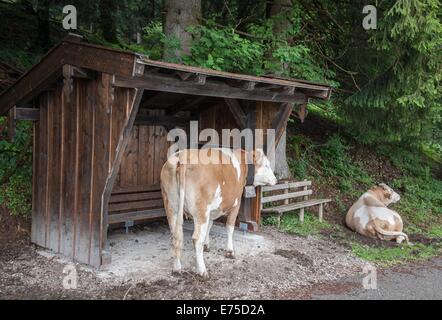 Kühe, die herumsitzen und einer Bushaltestelle in Bayern Stockfoto