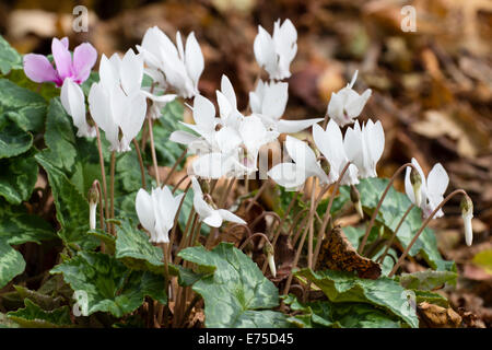 September Blüten der weißen Form der Alpenveilchen, Cyclamen Hederifolium album Stockfoto