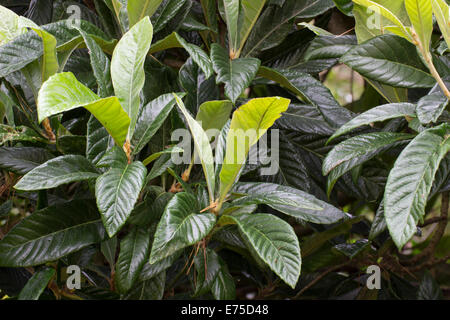 Dekorativem Laub von den immergrünen Loquat, Eriobotrya japonica Stockfoto