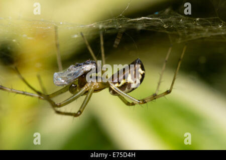 UK Spider, Linyphia triangularis, Fütterung auf ein Hoverfly erfasst Stockfoto