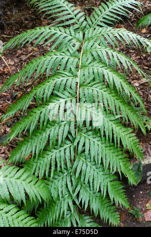 Massive Wedel von den Kanarischen Inseln Kette Farn, Woodwardia radicans Stockfoto