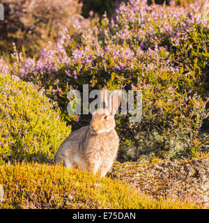 Ein wilden Kaninchen im Moor, Yorkshire Dales, England, Uk Stockfoto