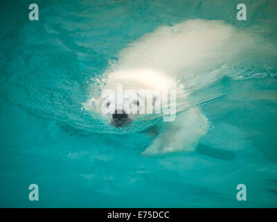 Anane, der resident weiblicher Eisbär der Lincoln Park Zoo in Chicago, schwimmt in ihrem Pool an einem heißen, Sommertag. Stockfoto