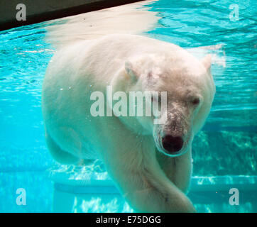 Anane, der resident weiblicher Eisbär der Lincoln Park Zoo in Chicago, schwimmt unter Wasser an einem heißen Sommertag. Stockfoto