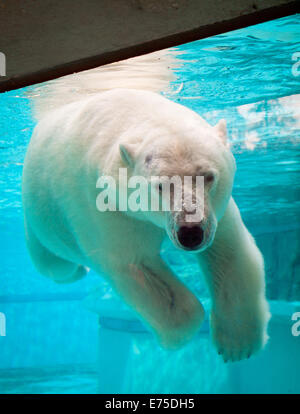 Anane, der resident weiblicher Eisbär der Lincoln Park Zoo in Chicago, schwimmt unter Wasser an einem heißen Sommertag. Stockfoto