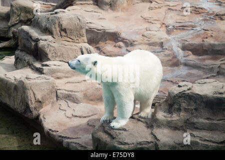 Ein Blick auf Anane, der resident weiblicher Eisbär der Lincoln Park Zoo in Chicago, Illinois. Stockfoto