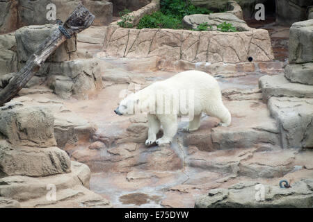 Ein Blick auf Anane, der resident weiblicher Eisbär der Lincoln Park Zoo in Chicago, Illinois. Stockfoto