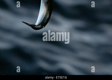 Makrele (Fisch), gefangen von Fischer an Hook Head Lighthouse, Co. Wexford, Irland Stockfoto