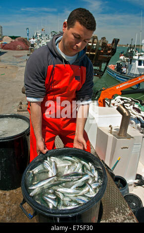 Fischerei-Hafen-Sardinen, Punta Umbria, Huelva Provinz, Region von Andalusien, Spanien, Europa Stockfoto