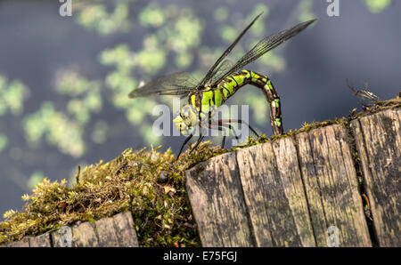 Die Fliege im Naturschutzgebiet sitzt in der Sonne Stockfoto