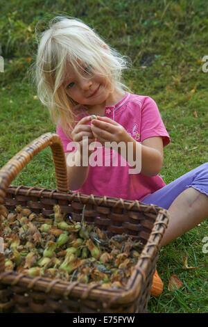 Kind blondes Mädchen sammeln Haselnüsse in hölzernen Korb, Garten Stockfoto