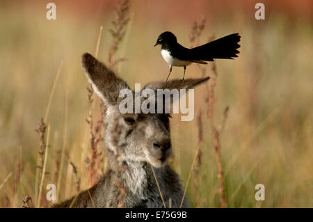 Känguru und Willy Wagtail, Warrambungle National Park NSW Australia Stockfoto