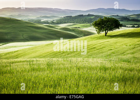 Sonnenaufgang über die grünen Wiesen in der Toskana Stockfoto