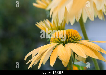 Gelbe Sorte von Echinacea Purpurea, wächst in einem Sommer Garten in St. Albert, Alberta Stockfoto