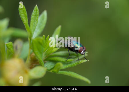 Grüne Flasche fliegen, Lucilia Sericata, gehockt Blattspitzen an einem Abend kühlen Sommern, St. Albert, Alberta Stockfoto