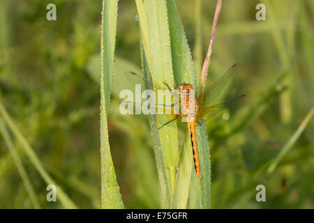 Safran-flügelige Meadowhawk, Sympetrum Costiferum auf Tau bedeckt Mariendistel Blätter, Wagner Bog Alberta Stockfoto