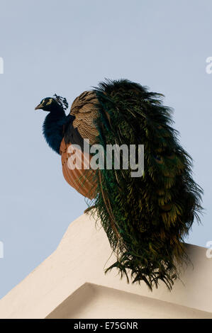 Männlicher Pfau balanciert auf Hausdach in Sri Ramana Maharshi Ashram Arunachala Hill Tiruvannamalai Tamil Nadu in Indien Stockfoto