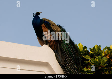 Männlicher Pfau balanciert auf Hausdach in Sri Ramana Maharshi Ashram Arunachala Hill Tiruvannamalai Tamil Nadu in Indien Stockfoto