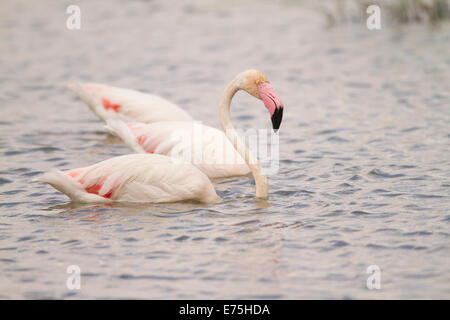 Gruppe von Flamingos ernähren sich von einem See in Spanien Stockfoto