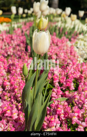 Die Tulpe ist eine mehrjährige, knolligen Pflanze mit auffälligen Blüten der Gattung Tulipa, das gehört zu der Familie Liliaceae. Stockfoto
