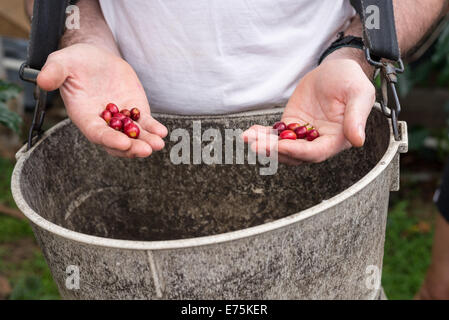 Pflücken Kaffeebohnen Kirsche vom Baum in einen speziellen Eimer. Stockfoto