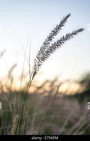 Hawaii Flora Beach reisen urlaub Bents closeup Stockfoto