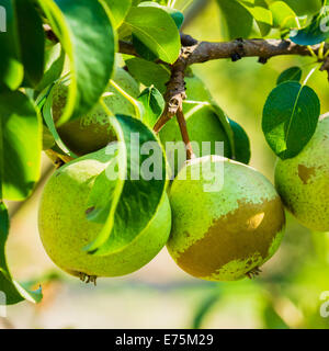 Frische grüne Birnen auf Birne Ast, Haufen, bereit für die Ernte. Spätsommer oder frühen Herbst-Ernte Stockfoto