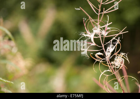 Rosebay Willowherb Epilobium Angustifolium Weidenröschen Bombweed mehrjährige krautige Pflanze Onagraceae. Stockfoto