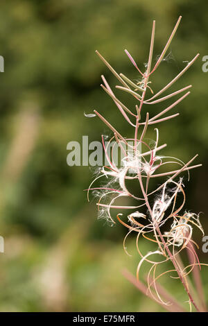 Rosebay Willowherb Epilobium Angustifolium Weidenröschen Bombweed mehrjährige krautige Pflanze Onagraceae. Stockfoto