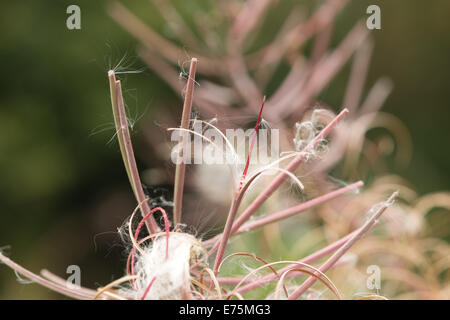 Rosebay Willowherb Epilobium Angustifolium Weidenröschen Bombweed mehrjährige krautige Pflanze Onagraceae. Stockfoto