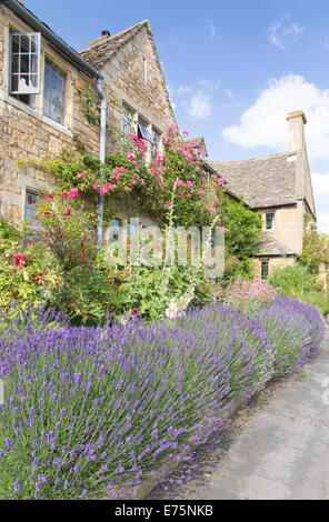 Lavendel wächst vor Cotswold Cottages, Broadway, Worcestershire, England, UK Stockfoto