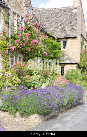 Lavendel wächst in den vorderen Garten von Cotswold Cottages, Broadway, Worcestershire, England, UK Stockfoto