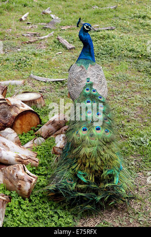 Pfau, die Anzeige seiner Schwanzfedern Stockfoto