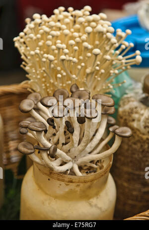 Nach Hause wachsende Pilz Stockfoto