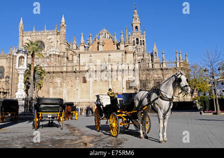 Pferd und Wagen, Plaza del Triunfo Quadrat, Kathedrale Santa Maria De La Sede, Sevilla, Andalusien, Spanien Stockfoto