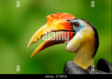 Faltige Hornbill (Aceros Corrugatus), Männlich, Porträt, heimisch in Malaysia und Indonesien, in Gefangenschaft, Deutschland Stockfoto