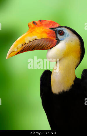 Faltige Hornbill (Aceros Corrugatus), Männlich, Porträt, heimisch in Malaysia und Indonesien, in Gefangenschaft, Deutschland Stockfoto